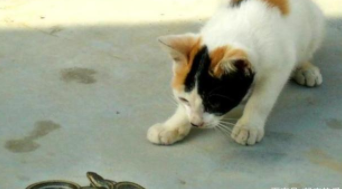养猫可以防蛇吗?（蛇怕猫叫声吗）