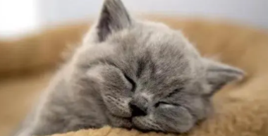 猫咪生病时的睡姿是什么（怎么判断猫咪发烧）