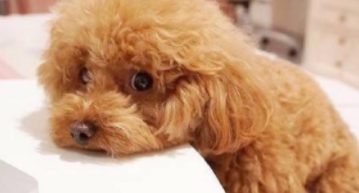 泰迪训练的最佳年龄（小泰迪多大开始训练最好）