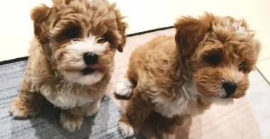  泰迪串串毛以后会卷吗（泰迪串土狗会有影响么）