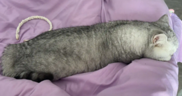 吸猫到底是对猫干嘛（养猫女孩颅内有大量寄生虫）