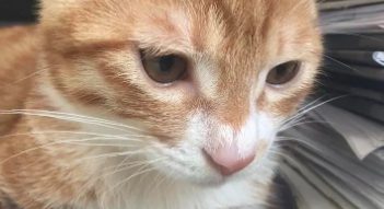 猫咪的粉鼻头变成了白色（猫咪贫血的原因）