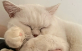 猫咪尿失禁怎么回事（猫咪乱尿的5大原因）