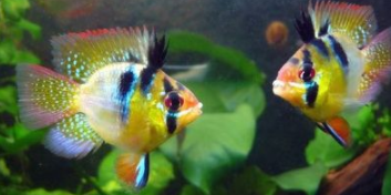 淡水宠物鱼品种大全（淡水宠物鱼品种大全图）