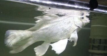 养蝴蝶鲤的技巧和方法（蝴蝶鲤喂食的正确方法）