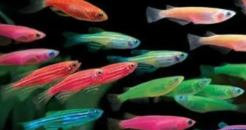 观赏鱼种类大全（观赏鱼种类大全及名称）