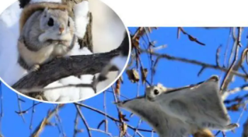 飞鼠和寒号鸟的区别（飞鼠又叫什么鸟）