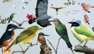 禽类和鸟类是一样的吗（禽类和鸟类哪个范围大）