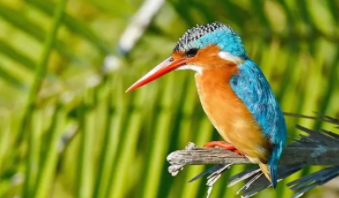 所有的鸟类都有气囊吗（鸟类的气囊有哪四个功能）