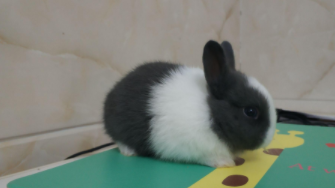 宠物兔怎么养最好养活（宠物兔子该怎么养才能养的好）