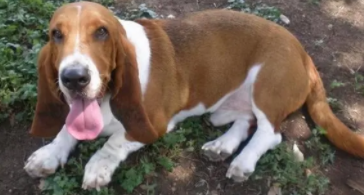 巴吉度是什么型犬（巴吉度猎犬的性格特点）