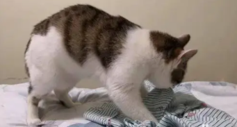 猫突然主动爬你身上踩奶（猫每天频繁踩奶正常吗）