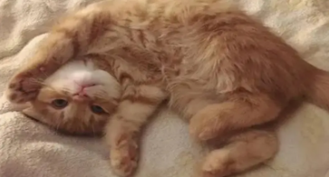 猫咪频繁踩奶是在暗示什么（猫咪吃我的奶奶有坏处吗）