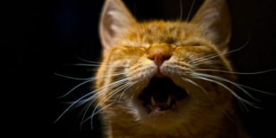 半夜猫叫是怎么回事（猫咪晚上总叫唤怎么办）