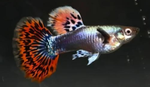 小型观赏鱼什么鱼最好养（小型观赏鱼什么鱼最好养活）