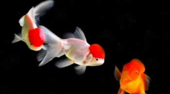 观赏鱼种类及名称（观赏鱼种类大全）