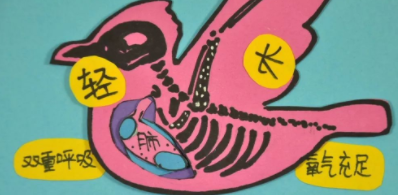 鸟类的双重呼吸对飞行有什么好处（鸟类的气囊有什么功能）