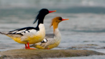 中国濒危鸟类排名（中国濒危珍稀动物排行）