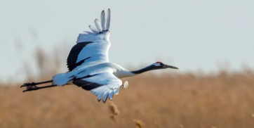 珍稀鸟类有哪些（中国十大珍稀鸟类）