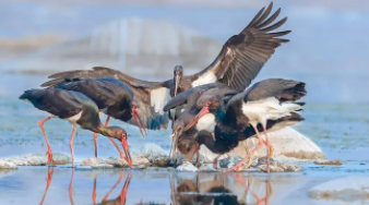 十大濒临灭绝的鸟（已经灭绝的鸟类）