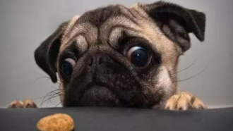 狗狗拉肚子怎么办最快的方法（狗狗拉稀最有效方法）