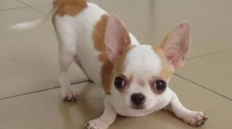 泰迪和吉娃娃是一个品种吗（泰迪和吉娃娃生的狗长什么样）