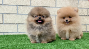 哈多利博美和博美区别（博美属于什么犬型）