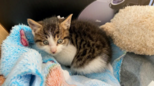 小奶猫多大可以驱虫（两个月的小猫需要驱虫吗）