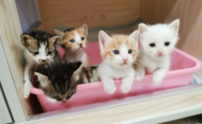 猫咪被打后的记仇表现（猫咪咬人打它会记仇吗）