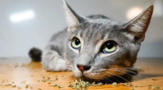 猫一直吃猫薄荷会怎么样（猫薄荷能天天吃吗）