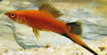 最好养的鱼有水就能活（有水就能活的小鱼）