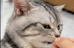 宠物鱼油哪个牌子好又便宜又安全（宠物鱼油哪个牌子好又便宜又安全好用）