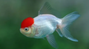 十大最好养的金鱼排名（最好养的金鱼排行榜）