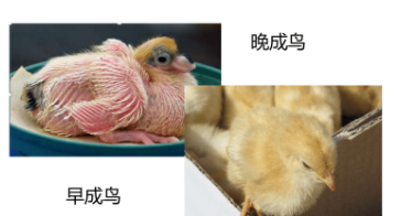 早成鸟与晚成鸟的区别（鸟类繁殖期的注意事项）