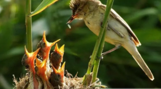什么是早成鸟（早成鸟名词解释）