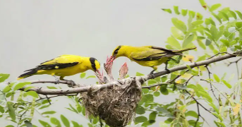 晚成雏包括哪些鸟（鸡是晚成雏吗）