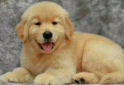 金毛幼犬一只多少钱是不是很乖（金毛幼犬价格贵么）