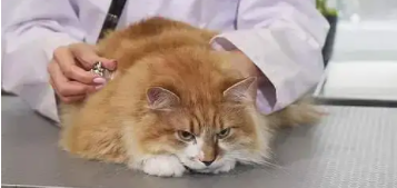 冠状病毒猫咪能治好吗（猫咪冠状病毒都有哪些）