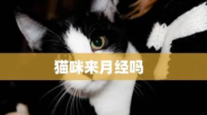 猫来月经多久一次（猫也会来月经吗一年几次）