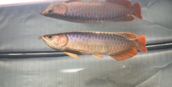 龙鱼不开口吃食怎么办（龙鱼不开口吃食咋办）