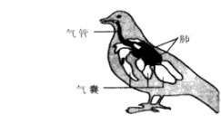 鸟类的气囊有哪四个功能（鸟儿不飞时要气囊辅助呼吸吗）