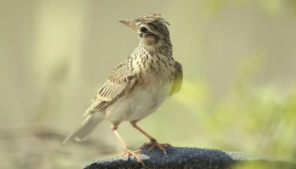 十大便宜好养的宠物鸟珍珠（什么宠物鸟便宜又好养）