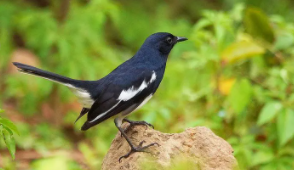 识别鸟类扫一扫免费（扫描识别鸟类）