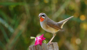 养一只小鸟需要花多少钱（养鸟一年能赚多少钱）