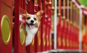 宠物保健品排行榜前十名（宠物保健品排行榜前十名品牌）