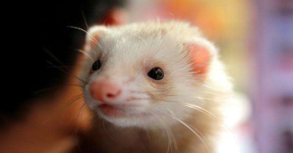 安哥鲁宠物貂寿命（安哥鲁宠物貂一天喂几次）