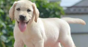 拉布拉多狗狗（拉布拉多狗狗名字）