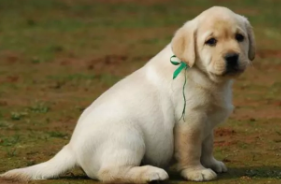 拉布拉多战斗力有多强（拉布拉多几岁最聪明）