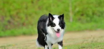 边牧犬多少钱一只（黄色边牧犬多少钱一只）