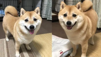 十个柴犬八个咬人（柴犬被主人打后会记仇吗）